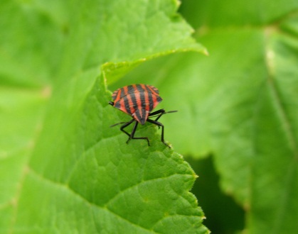 Graphosoma italicum?